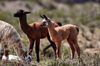 Neşeli ve meraklı, genç lamalar antik patikaların canlı dağ havasıyla buluştuğu Peru And Dağları 'nın tepelerini keşfediyorlar. Nefes kesen manzaralarda doğarlar, her adımda dağlık arazinin mirasını taşırlar..