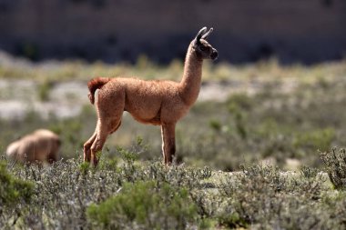 Neşeli ve meraklı, genç lamalar antik patikaların canlı dağ havasıyla buluştuğu Peru And Dağları 'nın tepelerini keşfediyorlar. Nefes kesen manzaralarda doğarlar, her adımda dağlık arazinin mirasını taşırlar..