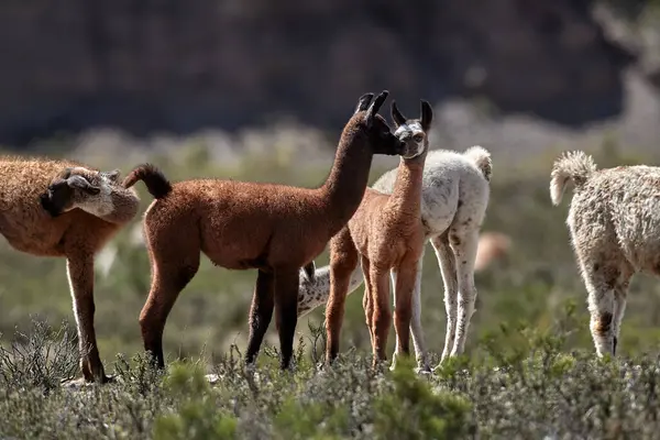 Neşeli ve meraklı, genç lamalar antik patikaların canlı dağ havasıyla buluştuğu Peru And Dağları 'nın tepelerini keşfediyorlar. Nefes kesen manzaralarda doğarlar, her adımda dağlık arazinin mirasını taşırlar..
