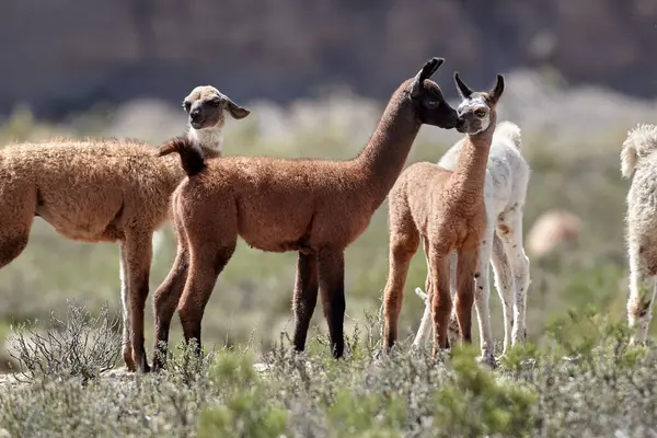 Neşeli ve meraklı, genç lamalar antik patikaların canlı dağ havasıyla buluştuğu Peru And Dağları 'nın tepelerini keşfediyorlar. Nefes kesen manzaralarda doğarlar, her adımda dağlık arazinin mirasını taşırlar..