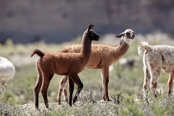 Neşeli ve meraklı, genç lamalar antik patikaların canlı dağ havasıyla buluştuğu Peru And Dağları 'nın tepelerini keşfediyorlar. Nefes kesen manzaralarda doğarlar, her adımda dağlık arazinin mirasını taşırlar..