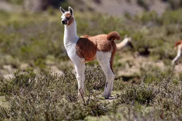 Neşeli ve meraklı, genç lamalar antik patikaların canlı dağ havasıyla buluştuğu Peru And Dağları 'nın tepelerini keşfediyorlar. Nefes kesen manzaralarda doğarlar, her adımda dağlık arazinin mirasını taşırlar..