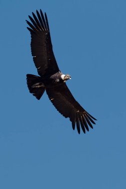 Görkemli And Akbabası, termallere eski bir zarafetle biniyor. Özgürlüğün ve gücün sembolü olan bu kutsal kuş dünyanın en derin kanyonlarından birini izliyor. Colca Peru 'nun gerçek bir simgesi..