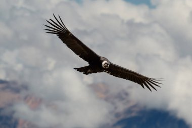 Görkemli And Akbabası, termallere eski bir zarafetle biniyor. Özgürlüğün ve gücün sembolü olan bu kutsal kuş dünyanın en derin kanyonlarından birini izliyor. Colca Peru 'nun gerçek bir simgesi..