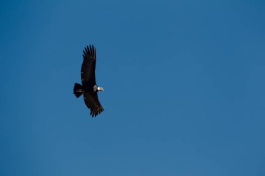 Görkemli And Akbabası, termallere eski bir zarafetle biniyor. Özgürlüğün ve gücün sembolü olan bu kutsal kuş dünyanın en derin kanyonlarından birini izliyor. Colca Peru 'nun gerçek bir simgesi..