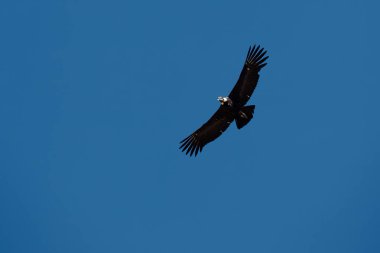 Görkemli And Akbabası, termallere eski bir zarafetle biniyor. Özgürlüğün ve gücün sembolü olan bu kutsal kuş dünyanın en derin kanyonlarından birini izliyor. Colca Peru 'nun gerçek bir simgesi..