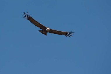 Görkemli And Akbabası, termallere eski bir zarafetle biniyor. Özgürlüğün ve gücün sembolü olan bu kutsal kuş dünyanın en derin kanyonlarından birini izliyor. Colca Peru 'nun gerçek bir simgesi..