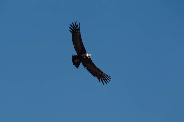 Görkemli And Akbabası, termallere eski bir zarafetle biniyor. Özgürlüğün ve gücün sembolü olan bu kutsal kuş dünyanın en derin kanyonlarından birini izliyor. Colca Peru 'nun gerçek bir simgesi..