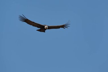 Görkemli And Akbabası, termallere eski bir zarafetle biniyor. Özgürlüğün ve gücün sembolü olan bu kutsal kuş dünyanın en derin kanyonlarından birini izliyor. Colca Peru 'nun gerçek bir simgesi..