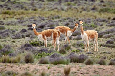 Vahşi vicualar, Peru And Dağları 'nda gezinir. Puna' nın koruyucuları ve doğal zarafetin sembolleri. Altın tüyleri And güneşinin altında parıldıyor. Doğanın sessiz görkeminin bir hatırlatıcısı.