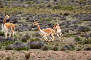 Vahşi vicualar, Peru And Dağları 'nda gezinir. Puna' nın koruyucuları ve doğal zarafetin sembolleri. Altın tüyleri And güneşinin altında parıldıyor. Doğanın sessiz görkeminin bir hatırlatıcısı.