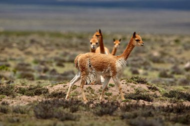 Vahşi vicualar, Peru And Dağları 'nda gezinir. Puna' nın koruyucuları ve doğal zarafetin sembolleri. Altın tüyleri And güneşinin altında parıldıyor. Doğanın sessiz görkeminin bir hatırlatıcısı.