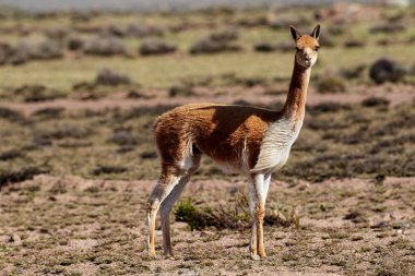 Vahşi vicualar, Peru And Dağları 'nda gezinir. Puna' nın koruyucuları ve doğal zarafetin sembolleri. Altın tüyleri And güneşinin altında parıldıyor. Doğanın sessiz görkeminin bir hatırlatıcısı.