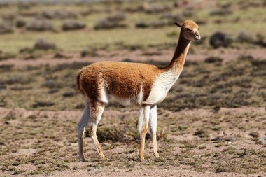 Vahşi vicualar, Peru And Dağları 'nda gezinir. Puna' nın koruyucuları ve doğal zarafetin sembolleri. Altın tüyleri And güneşinin altında parıldıyor. Doğanın sessiz görkeminin bir hatırlatıcısı.