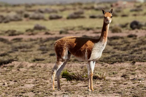 Vahşi vicualar, Peru And Dağları 'nda gezinir. Puna' nın koruyucuları ve doğal zarafetin sembolleri. Altın tüyleri And güneşinin altında parıldıyor. Doğanın sessiz görkeminin bir hatırlatıcısı.