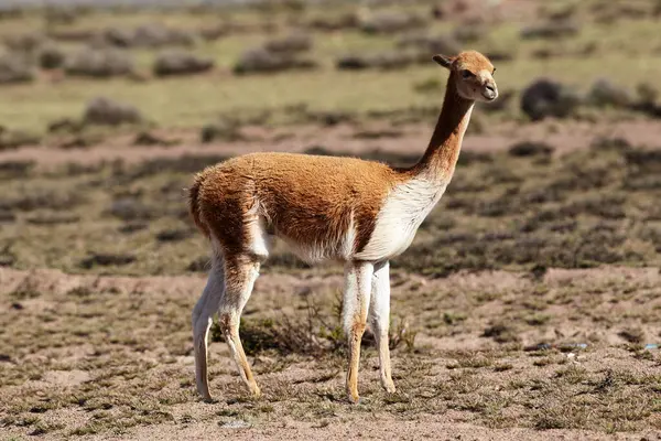 Vahşi vicualar, Peru And Dağları 'nda gezinir. Puna' nın koruyucuları ve doğal zarafetin sembolleri. Altın tüyleri And güneşinin altında parıldıyor. Doğanın sessiz görkeminin bir hatırlatıcısı.
