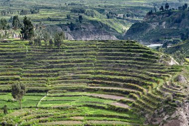 Colca Kanyonu 'nun İnka terasları nefes kesiciden de öte, yaşayan bir miras. Dik And yamaçlarına oyulmuş bu tarım harikaları yüzyıllar boyunca yaşamı sürdürdü..