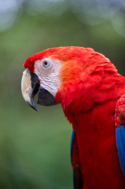 Kızıl Macaw cesur renkleri ve neşeli ruhuyla yağmur ormanlarını aydınlatıyor. Doğal palet en iyi haliyle. Pacaya Samiria Ulusal Park-Peru