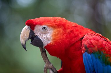 Kızıl Macaw cesur renkleri ve neşeli ruhuyla yağmur ormanlarını aydınlatıyor. Doğal palet en iyi haliyle. Pacaya Samiria Ulusal Park-Peru