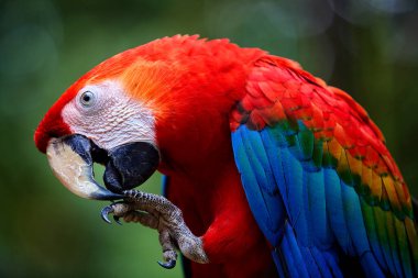 Kızıl Macaw cesur renkleri ve neşeli ruhuyla yağmur ormanlarını aydınlatıyor. Doğal palet en iyi haliyle. Pacaya Samiria Ulusal Park-Peru