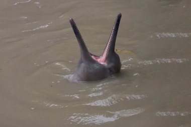 Pacaya Samiria 'da efsanevi pembe yunusların yüzeye çıkışına nadir rastlanan bir bakış. Bu kutsal sularda gizemlerin, güzelliklerin ve hayat dolu yaşamın sembolü..