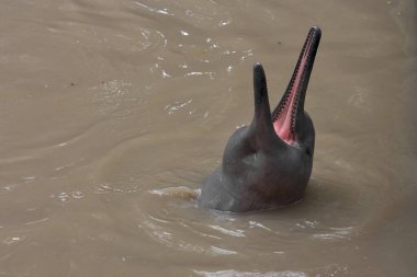 Pacaya Samiria 'da efsanevi pembe yunusların yüzeye çıkışına nadir rastlanan bir bakış. Bu kutsal sularda gizemlerin, güzelliklerin ve hayat dolu yaşamın sembolü..