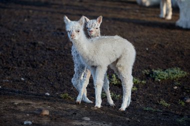İki meraklı genç lama dağ dünyalarını keşfetmek için duraklıyor. Yumuşak gözler, yumuşak yün ve bulutların üstündeki hayatın sessiz büyüsü..