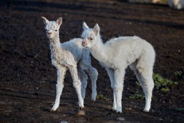 İki meraklı genç lama dağ dünyalarını keşfetmek için duraklıyor. Yumuşak gözler, yumuşak yün ve bulutların üstündeki hayatın sessiz büyüsü..