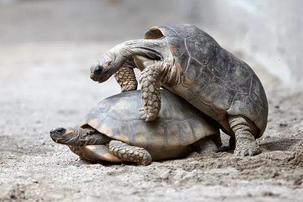 Motelo kaplumbağalarının, türlerinin vahşi doğada hayatta kalmasını sağlayan yaşam döngülerinin önemli bir parçasıyla eşleşen samimi anlarına nadir bir bakış.
