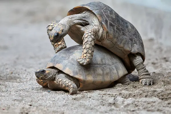 Motelo kaplumbağalarının, türlerinin vahşi doğada hayatta kalmasını sağlayan yaşam döngülerinin önemli bir parçasıyla eşleşen samimi anlarına nadir bir bakış.