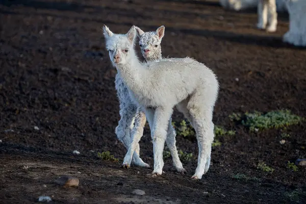 İki meraklı genç lama dağ dünyalarını keşfetmek için duraklıyor. Yumuşak gözler, yumuşak yün ve bulutların üstündeki hayatın sessiz büyüsü..