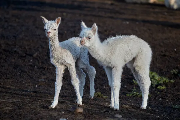 İki meraklı genç lama dağ dünyalarını keşfetmek için duraklıyor. Yumuşak gözler, yumuşak yün ve bulutların üstündeki hayatın sessiz büyüsü..
