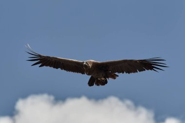 Görkemli And Akbabası, termallere eski bir zarafetle biniyor. Özgürlüğün ve gücün sembolü olan bu kutsal kuş dünyanın en derin kanyonlarından birini izliyor. Colca Peru 'nun gerçek bir simgesi..
