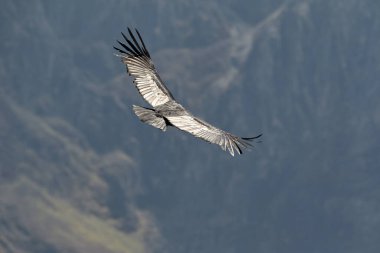 Görkemli And Akbabası, termallere eski bir zarafetle biniyor. Özgürlüğün ve gücün sembolü olan bu kutsal kuş dünyanın en derin kanyonlarından birini izliyor. Colca Peru 'nun gerçek bir simgesi..