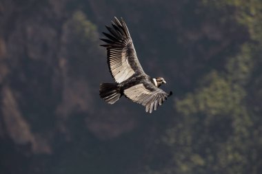 Görkemli And Akbabası, termallere eski bir zarafetle biniyor. Özgürlüğün ve gücün sembolü olan bu kutsal kuş dünyanın en derin kanyonlarından birini izliyor. Colca Peru 'nun gerçek bir simgesi..