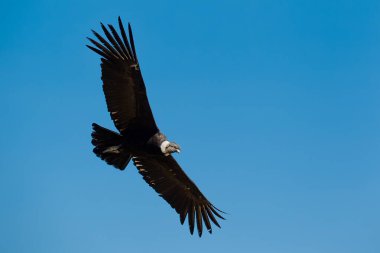 Görkemli And Akbabası, termallere eski bir zarafetle biniyor. Özgürlüğün ve gücün sembolü olan bu kutsal kuş dünyanın en derin kanyonlarından birini izliyor. Colca Peru 'nun gerçek bir simgesi..