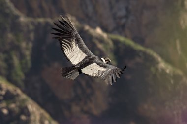 Görkemli And Akbabası, termallere eski bir zarafetle biniyor. Özgürlüğün ve gücün sembolü olan bu kutsal kuş dünyanın en derin kanyonlarından birini izliyor. Colca Peru 'nun gerçek bir simgesi..