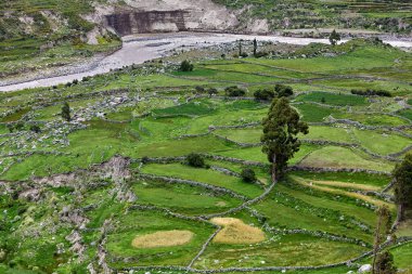 Colca Kanyonu 'nun İnka terasları nefes kesiciden de öte, yaşayan bir miras. Dik And yamaçlarına oyulmuş bu tarım harikaları yüzyıllar boyunca yaşamı sürdürdü..