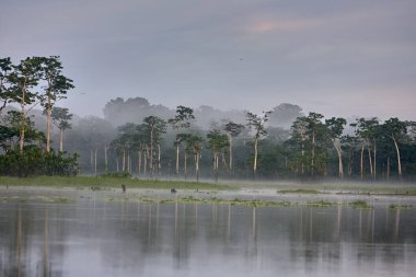 Amazon 'un aynası: Pacaya Samiria' nın sakin suları bereketli yağmur ormanlarını mükemmel bir şekilde yansıtarak toprak ve gökyüzünün kusursuz bir karışımını oluşturur. Biyolojik çeşitliliğin en fazla olduğu gezegenlerden birinde huzurlu bir an yakaladık..