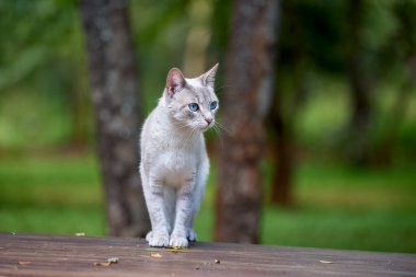 Çarpıcı mavi gözleri, parlak krem paltosu ve şen şakrak zarafetiyle bu siyam kedisi, zahmetsizce kalpleri çalıyor.