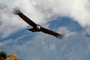 Görkemli And Akbabası, termallere eski bir zarafetle biniyor. Özgürlüğün ve gücün sembolü olan bu kutsal kuş dünyanın en derin kanyonlarından birini izliyor. Colca Peru 'nun gerçek bir simgesi..