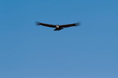 Görkemli And Akbabası, termallere eski bir zarafetle biniyor. Özgürlüğün ve gücün sembolü olan bu kutsal kuş dünyanın en derin kanyonlarından birini izliyor. Colca Peru 'nun gerçek bir simgesi..