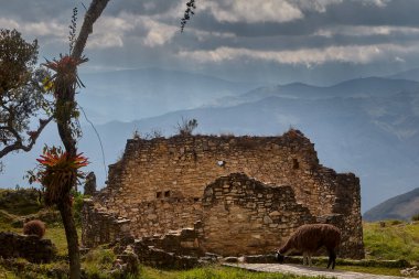 Bulut ormanının üzerinde yükselen Kuelap, Chachapoya medeniyetinin gökteki gizli kalesinin gücü ve gizeminin sessiz bir kanıtı olarak duruyor..