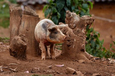 La Jalca Grande dağlık bölgelerde yuvalanmış ebedi taş evler ve kırmızı kiremitli çatılar And geleneğinin ve kuzey Peru 'daki sömürge tarihinin canlı özünü korumaktadır..