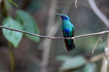 Huembo Reserve 'de mor boğazlı güneş meleği, Amazonas And bulut ormanının bir mücevheri durgunluk anında yakalandı.