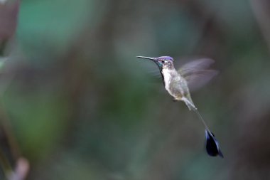 Bulut Ormanı 'nın Marvel of the Marvelous Spatuletail (Lodsingesia mirabilis) Huembo Reserve, Amazonas, Peru muhteşem kuyruk tüyleri ve narin güzelliğiyle ünlüdür..
