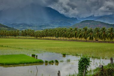 Kuzey Peru 'nun Amazonlar bölgesinde Bagua yakınlarında hindistan cevizi palmiyeleri ile çevrili yemyeşil pirinç tarlaları. Bu tropikal tarım arazisi verimli ovaları ve geleneksel pirinç tarlalarını ön plana çıkarıyor.