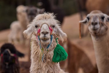 Lama, And kültürleri tarafından yüzyıllardır yük hayvanı ve yün olarak kullanılan evcil hayvanlardır. Camelid ailesine aitler. Cusco Peru