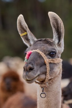 Lama, And kültürleri tarafından yüzyıllardır yük hayvanı ve yün olarak kullanılan evcil hayvanlardır. Camelid ailesine aitler. Cusco Peru