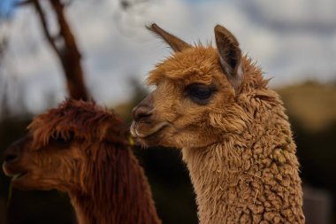 Lama, And kültürleri tarafından yüzyıllardır yük hayvanı ve yün olarak kullanılan evcil hayvanlardır. Camelid ailesine aitler. Cusco Peru